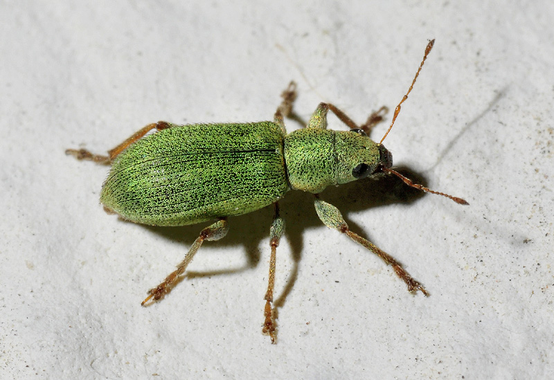 Curculionidae:  Pachyrhinus lethierryi lethierryi